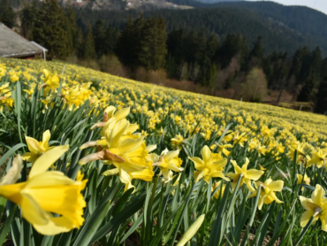 champ de jonquilles à Gérardmer